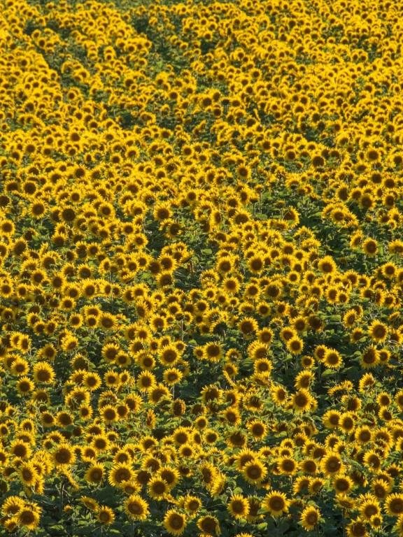 Tournesols
